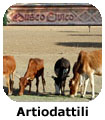 MIMuStNat Artiodattili